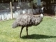 Emú<br />(Dromaius novaehollandiae)