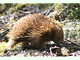 Equidna común<br />(Tachyglossus aculeatus)