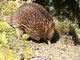 Equidna común<br />(Tachyglossus aculeatus)