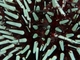 Erizo de mar violáceo<br />(Sphaerechinus granularis)