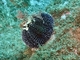 Erizo de mar violáceo<br />(Sphaerechinus granularis)