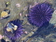 Erizo púrpura de California<br />(Strongylocentrotus purpuratus)