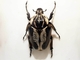 Escarabajo Goliat<br />(Goliathus regius)