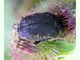 Escarabajo abejero<br />(Protaetia oblonga)
