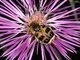 Escarabajo abejorro<br />(Trichius zonatus)