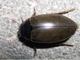 Escarabajo acuático Laccophilus minutus<br />(Laccophilus minutus)