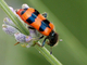 Escarabajo ajedrezado<br />(Trichodes apiarius)