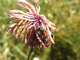 Escarabajo ajedrezado de las abejas<br />(Trichodes leucopsideus)