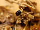 Escarabajo araña brillante<br />(Mezium affine)