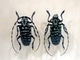 Escarabajo asiático de cuernos largos<br />(Anoplophora solii)