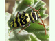 Escarabajo avispa<br />(Neoplagionotus marcae)