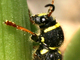Escarabajo avispa común<br />(Clytus arietis)