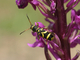 Escarabajo avispa común<br />(Clytus arietis)