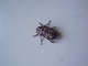 Escarabajo batanero<br />(Polyphylla fullo)