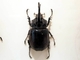 Escarabajo centauro<br />(Dynastes centaurus)