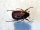 Escarabajo de junio<br />(Amphimallon solstitialis)
