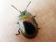 Escarabajo de la hierba de san Juan<br />(Chrysolina hyperici)