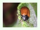 Escarabajo de la hoja del álamo<br />(Chrysomela populi)