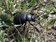 Escarabajo de la nariz sangrante<br />(Timarcha tenebricosa)