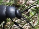 Escarabajo de la nariz sangrante<br />(Timarcha tenebricosa)