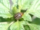 Escarabajo de la patata<br />(Leptinotarsa decemlineata)