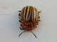 Escarabajo de la patata<br />(Leptinotarsa decemlineata)
