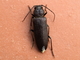 Escarabajo de los pinos quemados<br />(Arhopalus ferus)