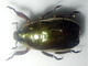 Escarabajo de oro<br />(Chrysina argenteola)