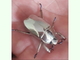 Escarabajo de plata<br />(Chrysina limbata)