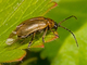Escarabajo del brezo<br />(Lochmaea suturalis)