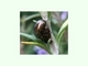 Escarabajo del romero<br />(Chrysolina americana)
