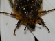 Escarabajo del sudario<br />(Oxythyrea funesta)