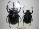 Escarabajo elefante Megasoma mars<br />(Megasoma mars)