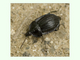 Escarabajo negro de los caracoles<br />(Phosphuga atrata)