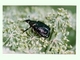 Escarabajo noble<br />(Gnorimus nobilis)