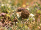 Escarabajo pelotero común<br />(Sisyphus schaefferi)