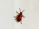 Escarabajo punteado de los espárragos<br />(Crioceris duodecimpunctata)