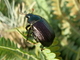 Escarabajo verde de mayo<br />(Anomala dubia)