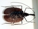 Escarabajo violín<br />(Mormolyce phyllodes)