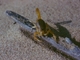 Escorpión amarillo<br />(Buthus occitanus)