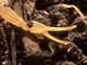 Escorpión amarillo<br />(Buthus occitanus)