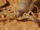 Escorpión austral<br />(Androctonus australis)
