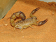 Escorpión austral<br />(Androctonus australis)