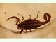 Escorpión elegante<br />(Centruroides elegans)