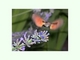 La mariposa colibrí venía cada día a mi pequeño jardín a libar las flores del romero. Gracias a la confianza que pudimos</a>..., por José Manuel Benito Álvarez