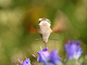 Esfinge colibrí<br />(Macroglossum stellatarum)