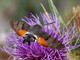 Esfinge colibrí<br />(Macroglossum stellatarum)