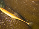 Espinacia de mar<br />(Spinachia spinachia)