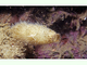Esponja ciliada<br />(Sycon ciliatum)