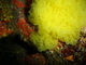 Esponja de red amarilla<br />(Clathrina clathrus)